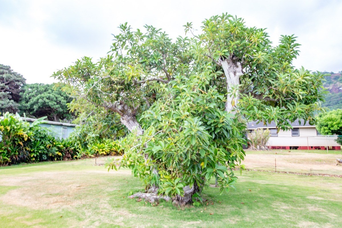 285 Kamokila Road Kapaa, HI 96746 - Photo 17 of 18 Gallery Image 17