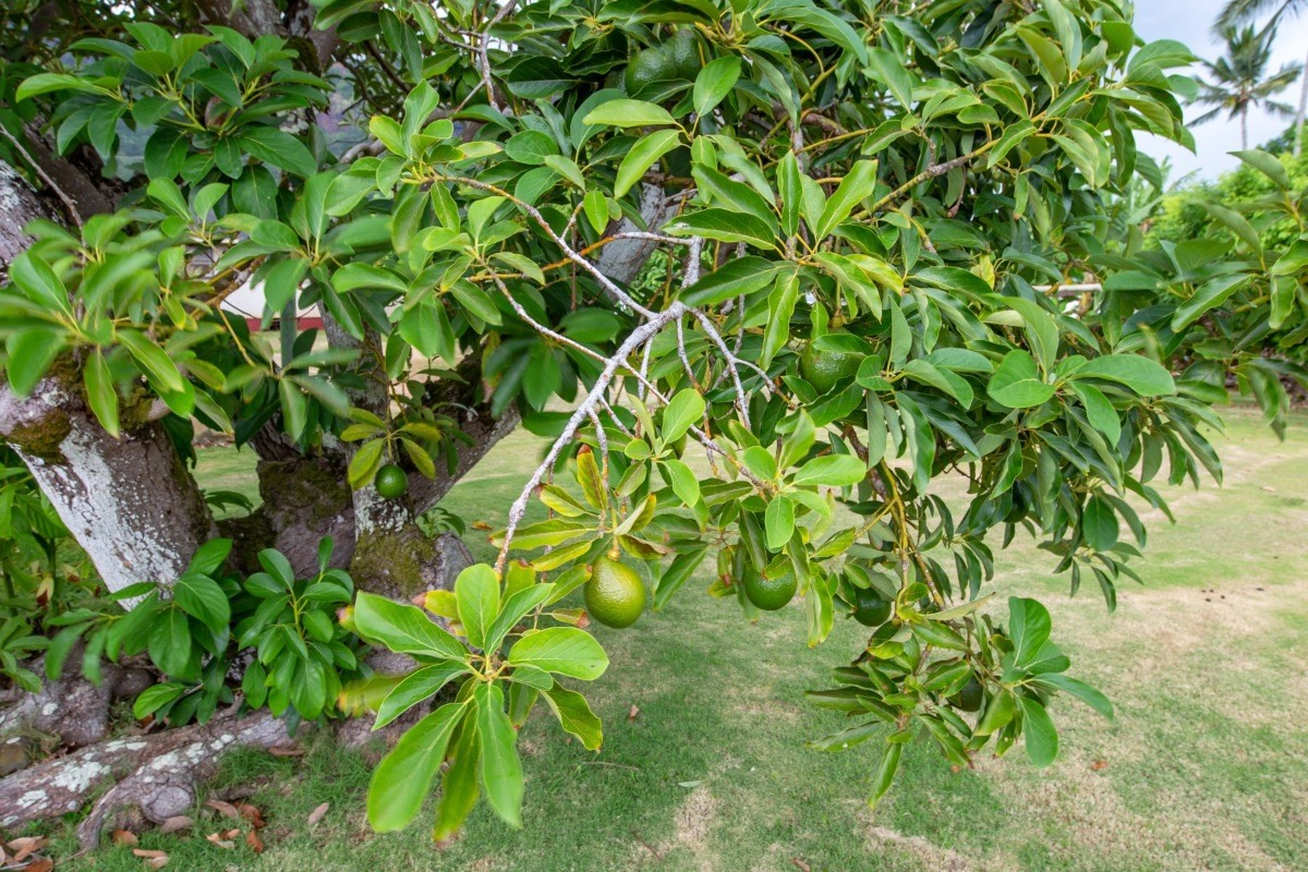 285 Kamokila Road Kapaa, HI 96746 - Photo 18 of 18 Gallery Image 18
