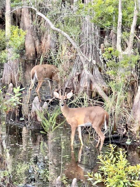 147 Cypress Drive Santa Rosa Beach, FL 32459 - Photo 89 of 90 Deer Photo-2