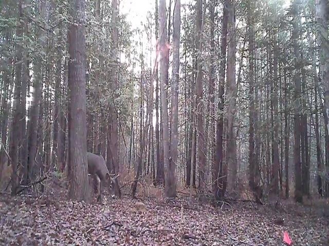0 Swamp Road Frankfort, MI 49635 - Photo 6 of 19