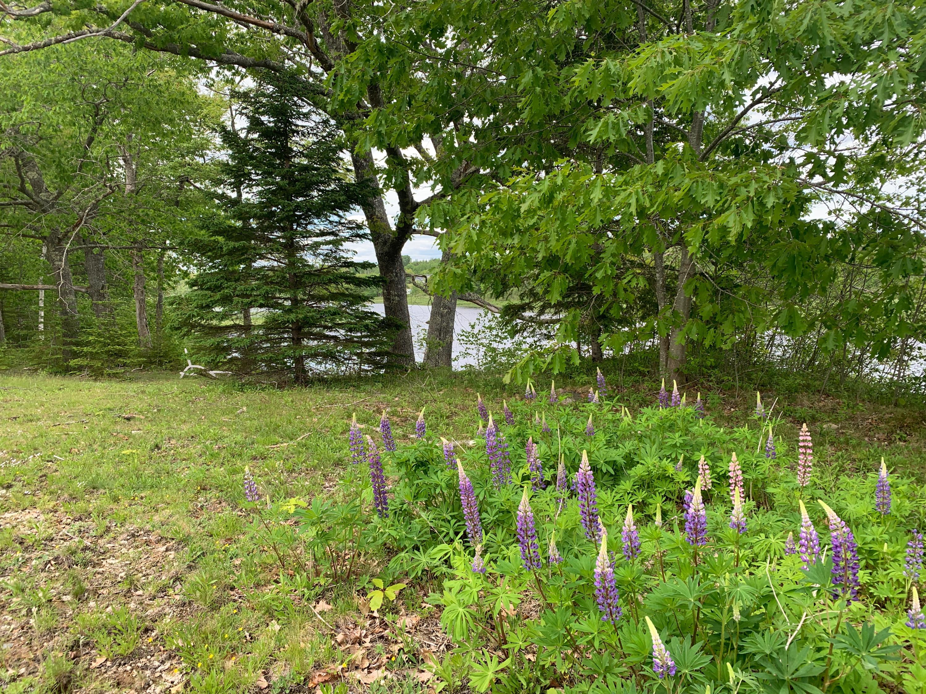 299 Little Falls Road Pembroke, ME 04666 - Photo 26 of 27 IMG_9059