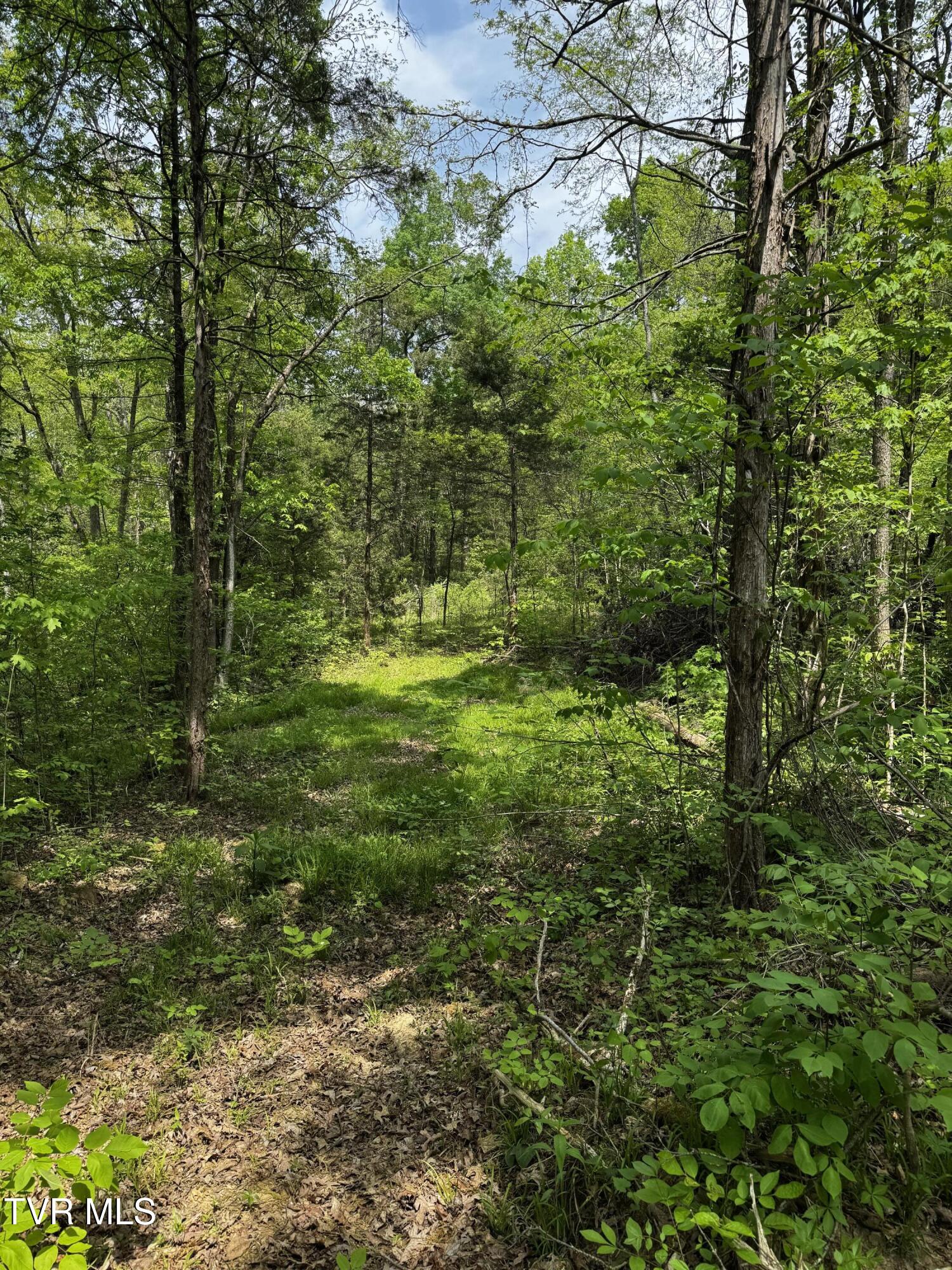 5.23-ac Dog Walk Road, Unit 5 Greeneville, TN 37745 - Photo 5 of 17 IMG_2308
