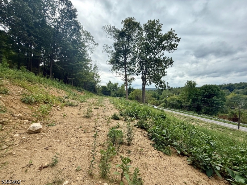 109 Munsonhurst Road Franklin, NJ 07416 - Photo 12 of 16 a view of a yard with plants and large trees