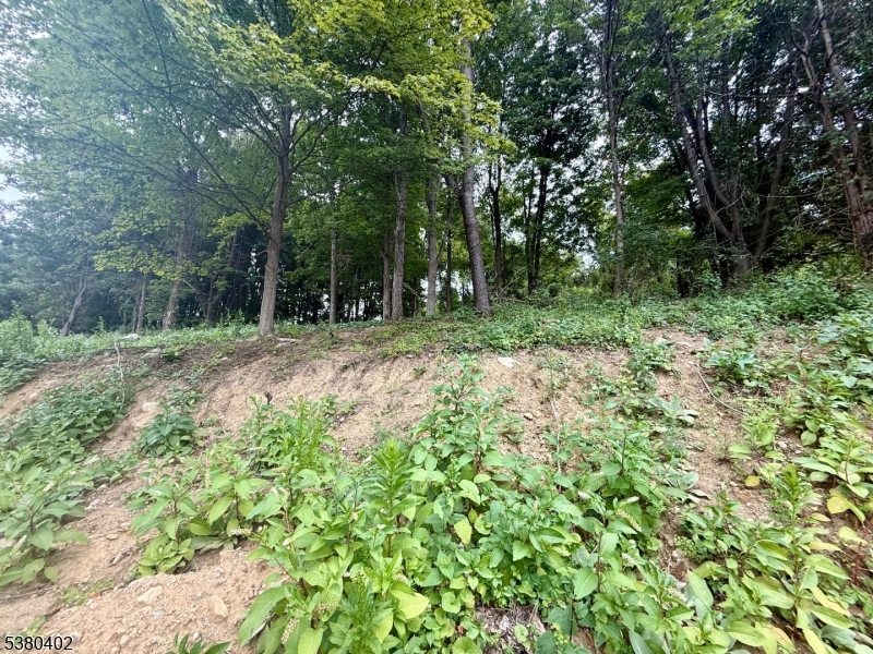 109 Munsonhurst Road Franklin, NJ 07416 - Photo 9 of 16 a big yard with lots of green space and deers