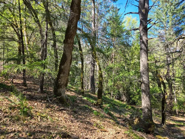 a view of forest
