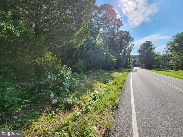 a view of a garden with plants and large trees