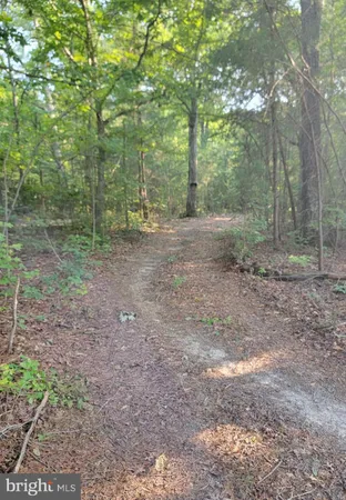 a view of a yard with trees