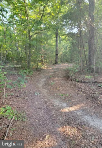 a view of a yard with trees