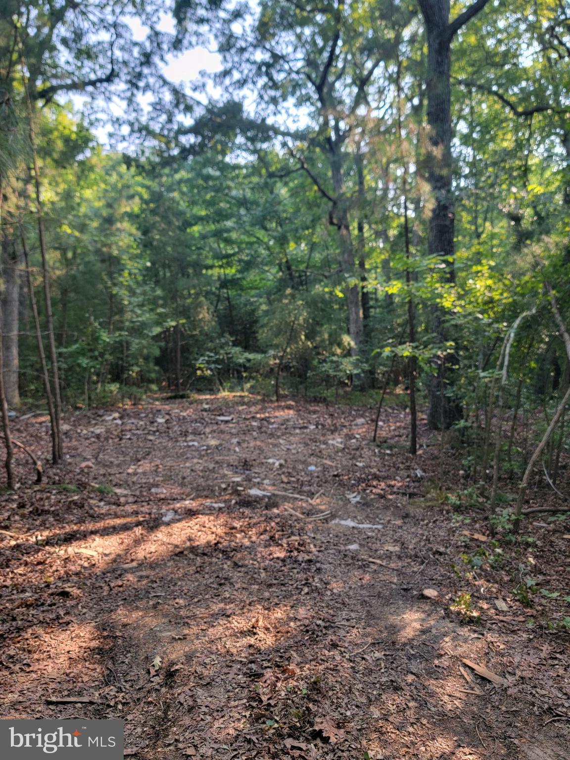 Hermanville Road Lexington Park, MD 20653 - Photo 8 of 12 a view of a forest with trees in the background