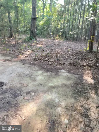 a view of a yard with trees