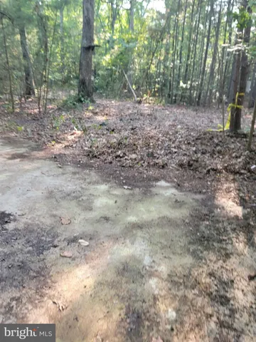 a view of a yard with trees