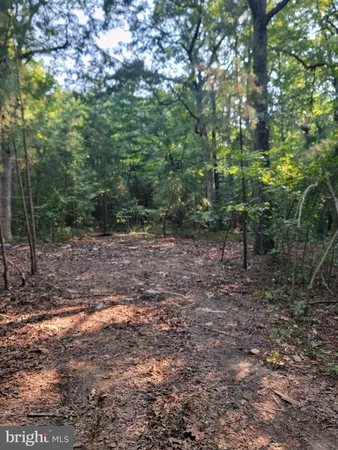 a view of a forest with trees in the background