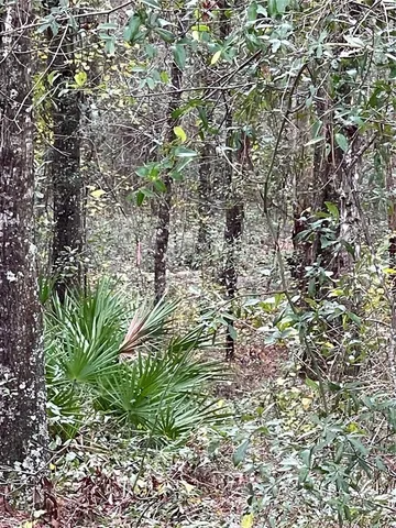 a plant that is in middle of the garden