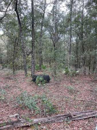 a view of a forest filled with trees