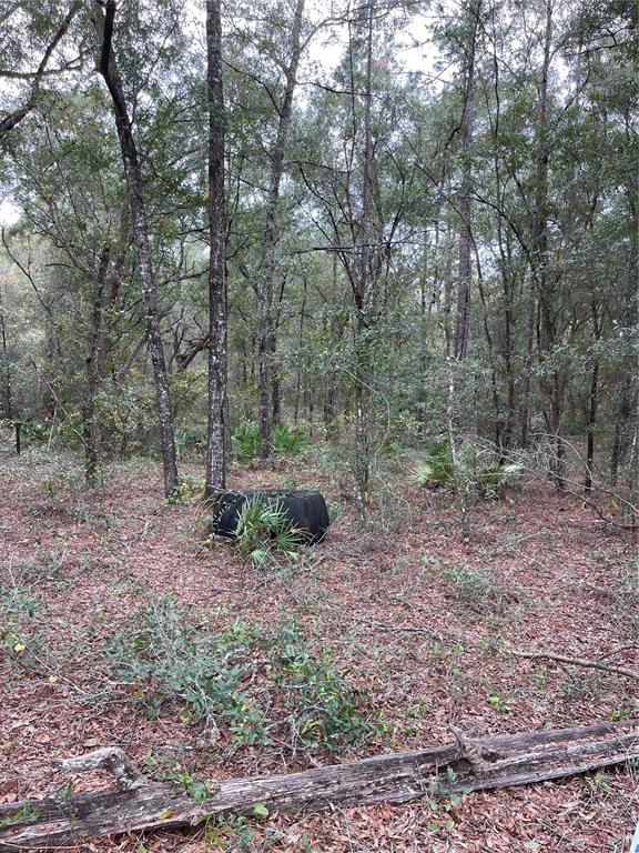 0 Northeast 108th Avenue Bronson, FL 32621 - Photo 4 of 8 a view of a forest filled with trees