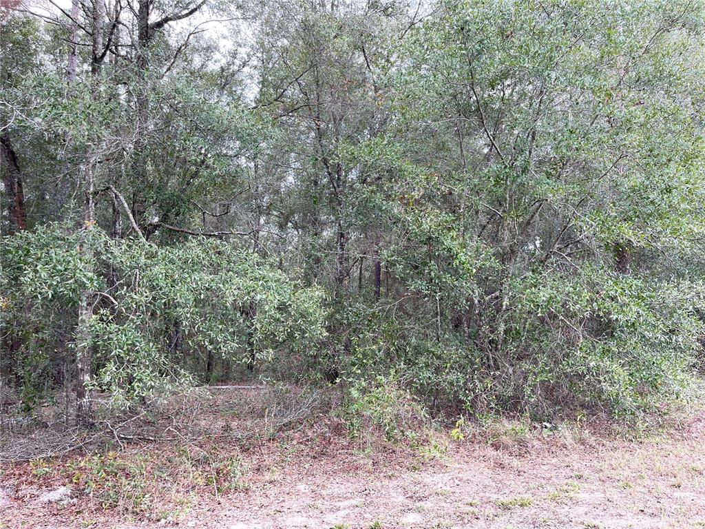 0 Northeast 108th Avenue Bronson, FL 32621 - Photo 6 of 8 a view of a forest filled with trees