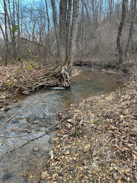 3546 Prillaman Switch Road Ferrum, VA 24088 - Photo 2 of 8 a view of a wooden floor with a tree