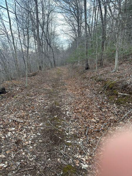 3546 Prillaman Switch Road Ferrum, VA 24088 - Photo 7 of 8 a view of a forest with trees in the background