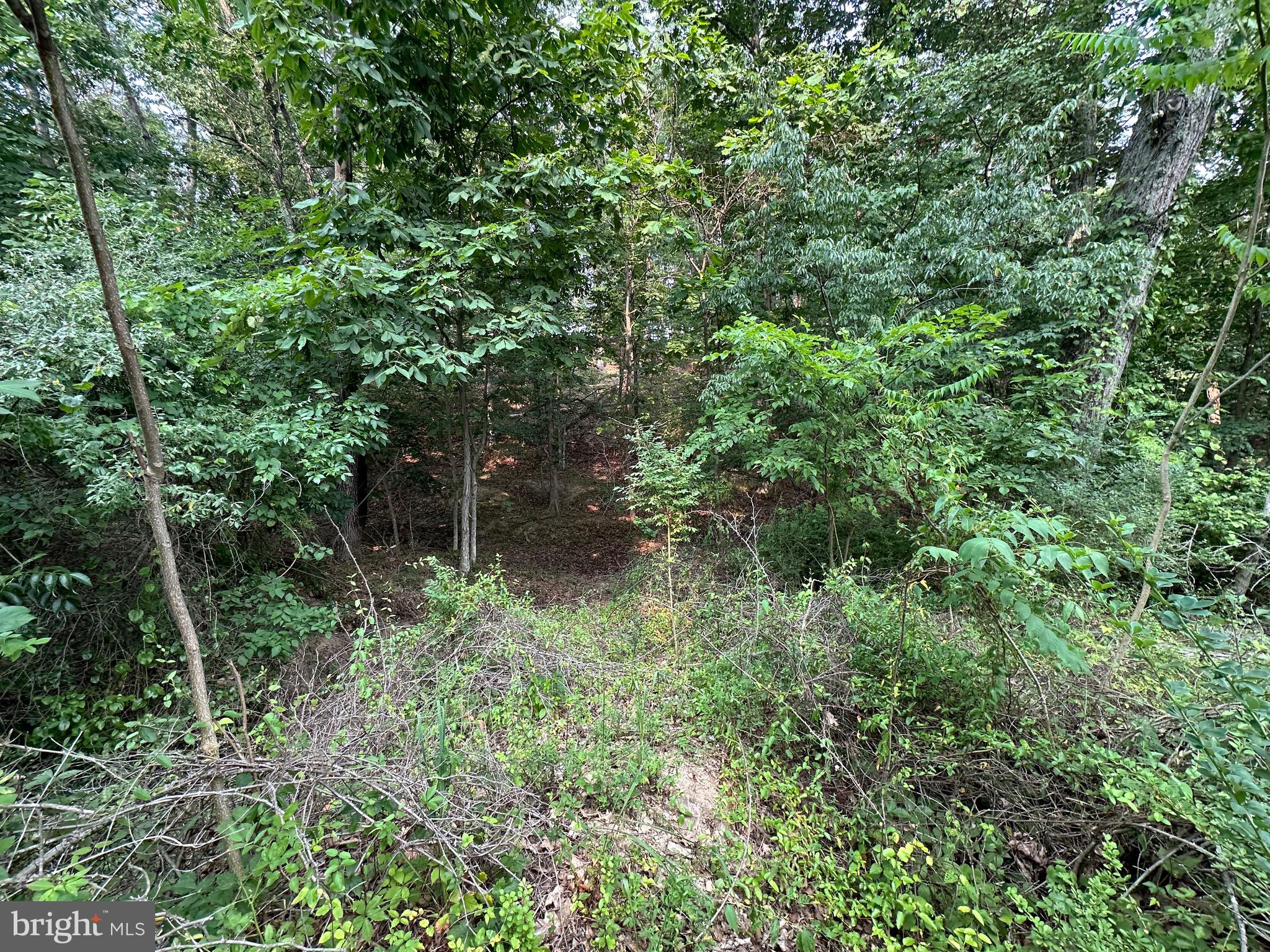 147 Holiday Road Cross Junction, VA 22625 - Photo 3 of 37 Wooded with wet weather creek