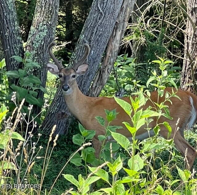 0 Ridge Top Drive Rockwood, TN 37854 - Photo 28 of 34 a plant that is in a garden