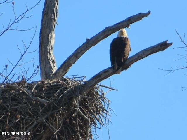 0 Ridge Top Drive Rockwood, TN 37854 - Photo 30 of 34 a view of a tree with a tree