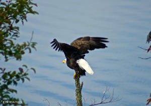 0 Ridge Top Drive Rockwood, TN 37854 - Photo 31 of 34 a vase of flowers sitting on a floor
