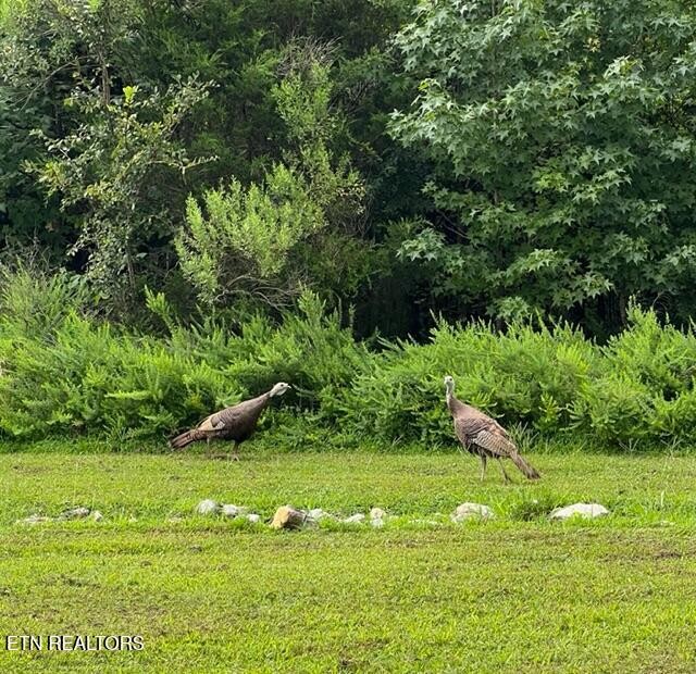 0 Ridge Top Drive Rockwood, TN 37854 - Photo 32 of 34 a view of a garden with a bench