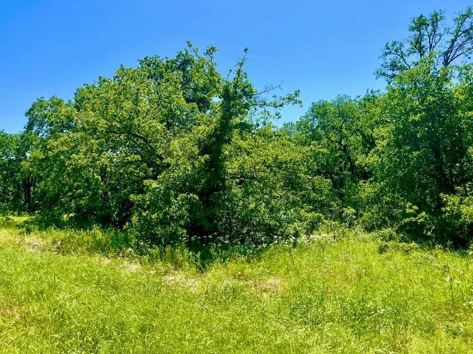 Lot 40 Kilkenny Road Poolville, TX 76487 - Photo 2 of 3 View of local wilderness