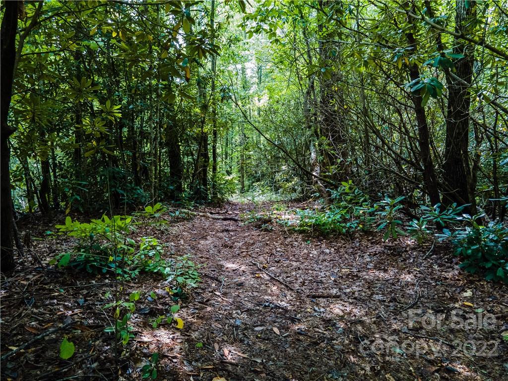 0 Shadow Ridge Drive Fletcher, NC 28732 - Photo 2 of 37 a view of a yard with plants and large trees