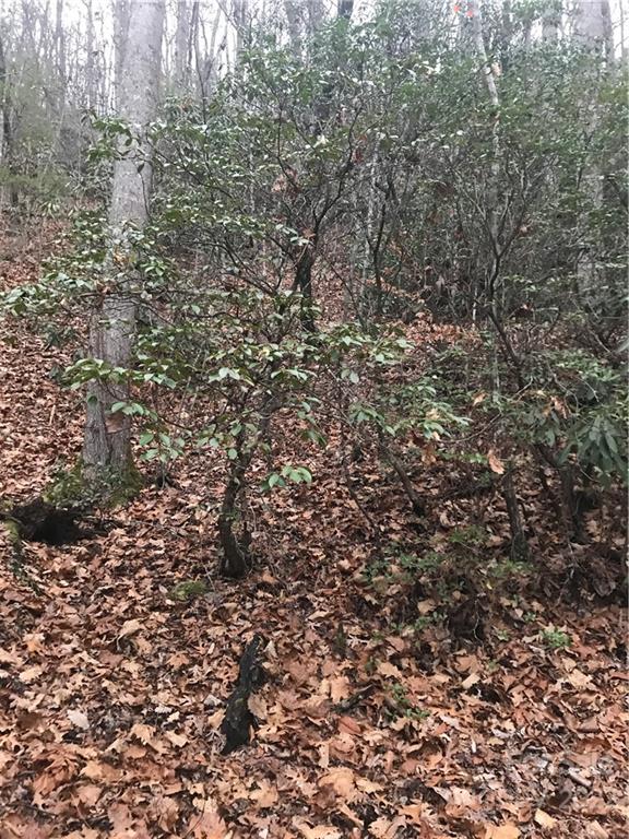 0 Shadow Ridge Drive Fletcher, NC 28732 - Photo 23 of 37 a view of a tree with a tree