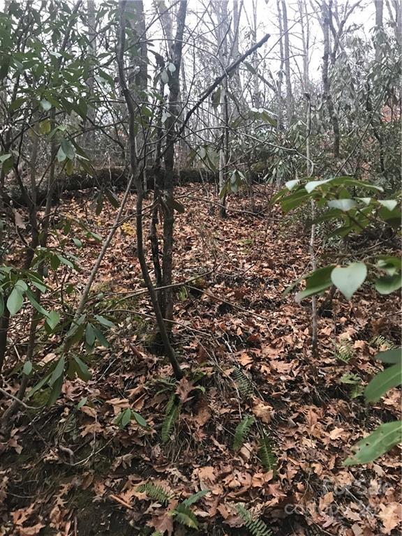 0 Shadow Ridge Drive Fletcher, NC 28732 - Photo 30 of 37 a view of a forest with a tree