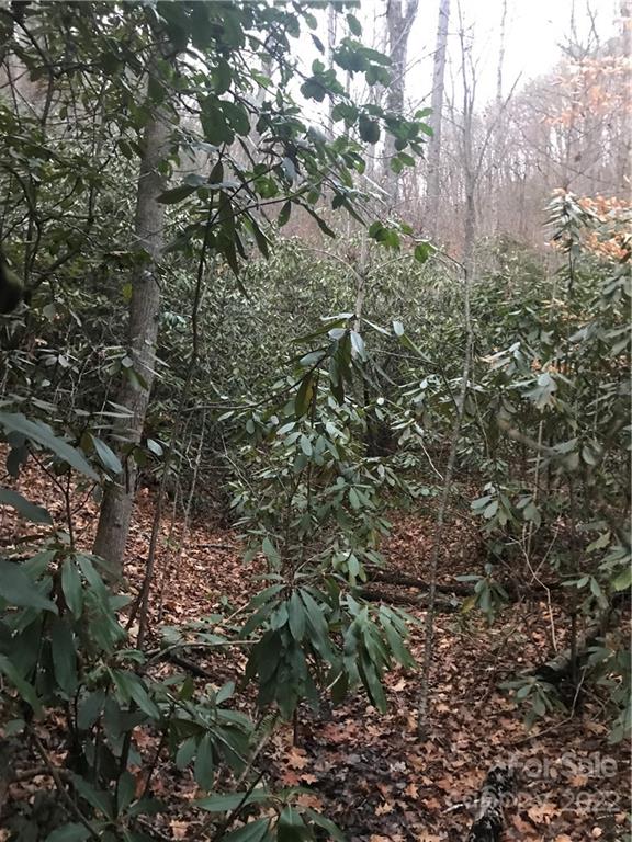 0 Shadow Ridge Drive Fletcher, NC 28732 - Photo 35 of 37 a view of a forest with lots of trees