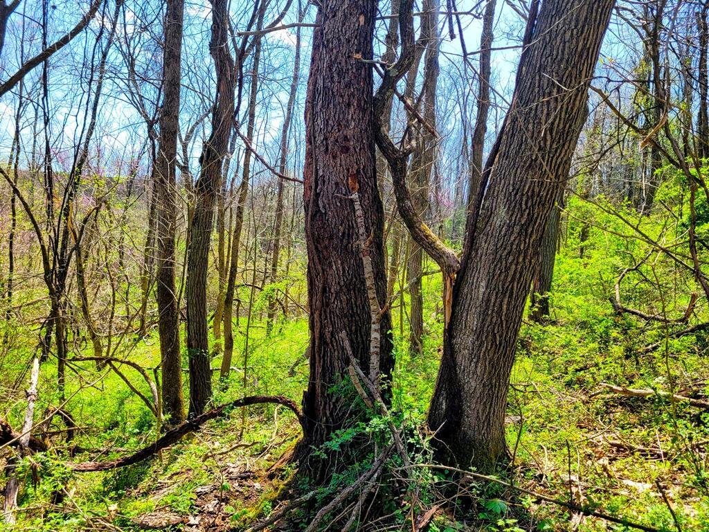 8670 Hoop Pole Road Roseville, OH 43777 - Photo 29 of 65 20220424_124704~2