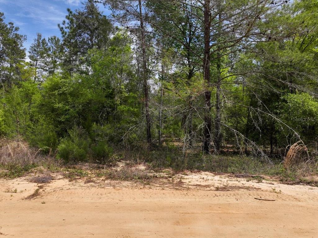 118 Patch Street Interlachen, FL 32148 - Photo 10 of 15