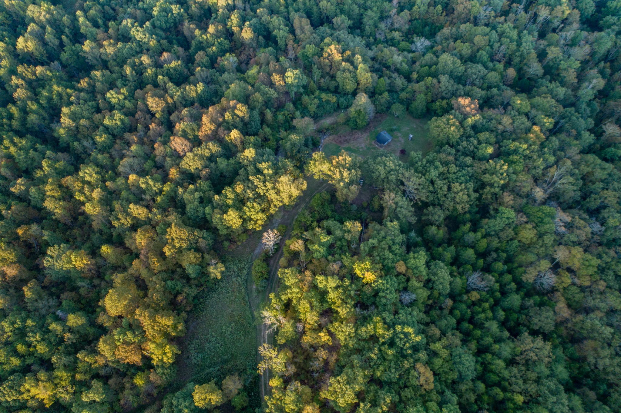 100 J P Grace Road Crofton, KY 42217 - Photo 4 of 9 a view of a forest