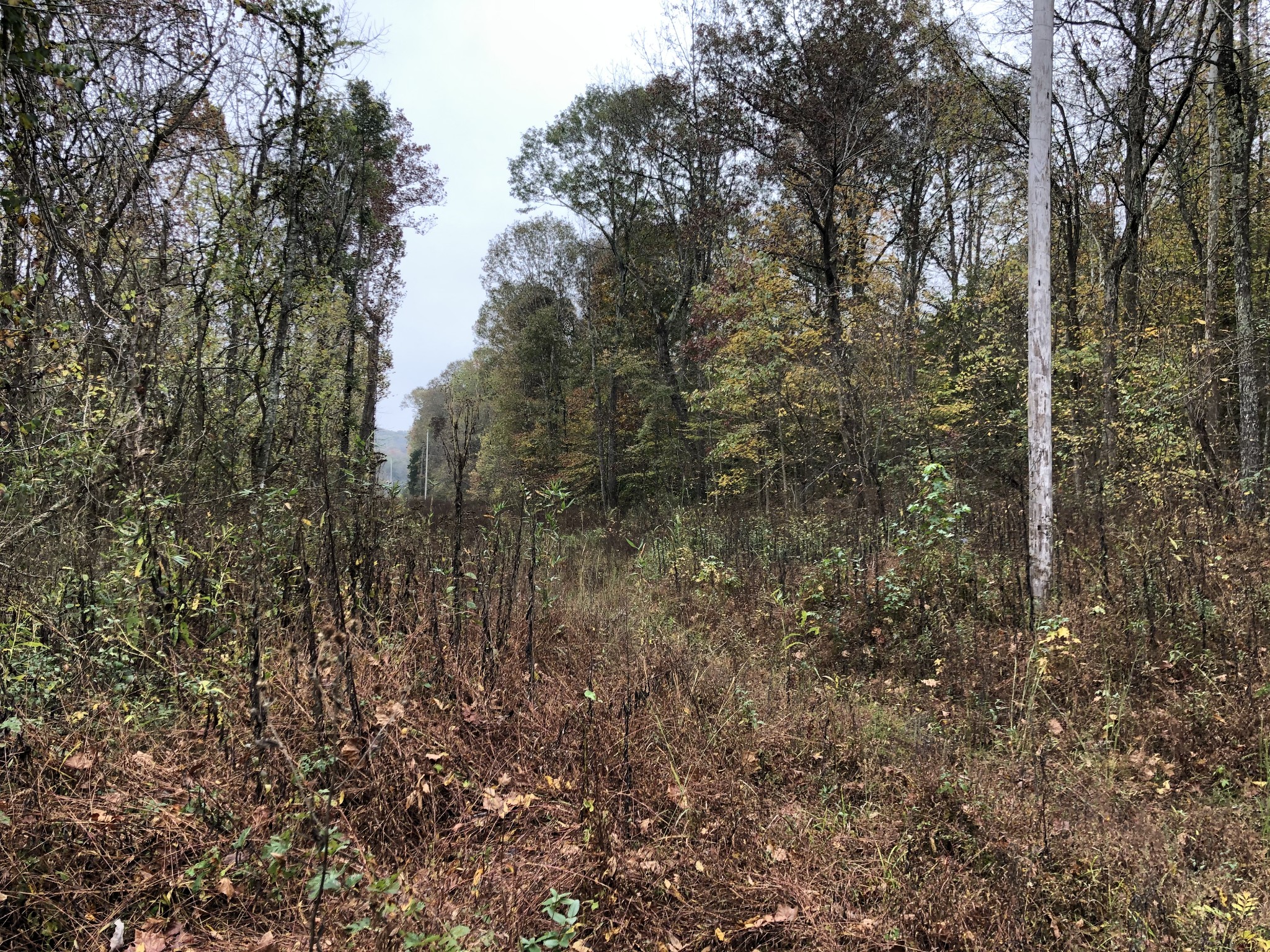 100 J P Grace Road Crofton, KY 42217 - Photo 9 of 9 a view of a forest with lots of trees