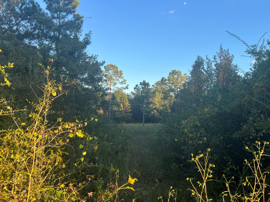 4151 Cotton Box Road Slocomb, AL 36375 - Photo 7 of 17