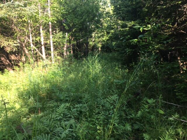 10-acres Rose Road Cheboygan, MI 49721 - Photo 6 of 12 Gallery Image 6