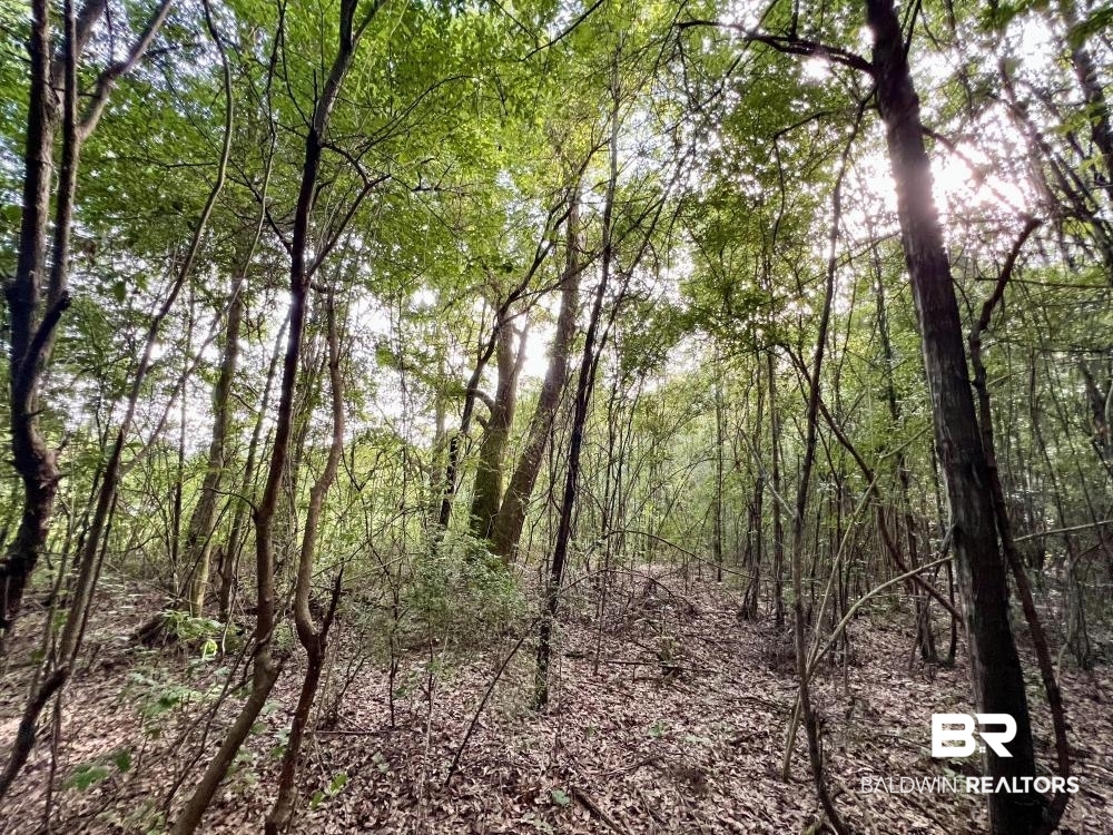 0 Country Rd Mount Mount Vernon, AL 36560 - Photo 5 of 15