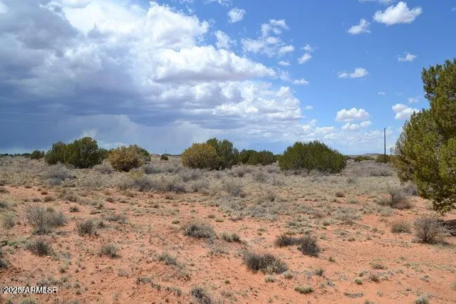a view of a dry yard with lots of trees