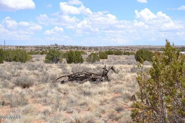 a view of a lake in middle of forest