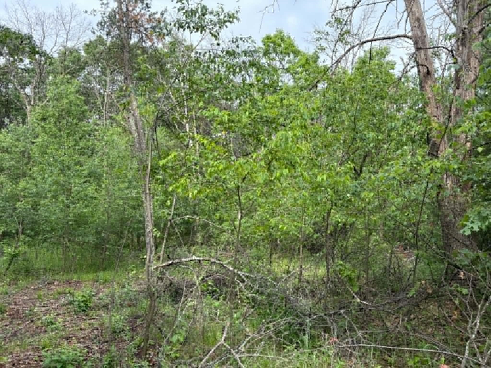 Lot 13 19th Friendship, WI 53934 - Photo 12 of 18