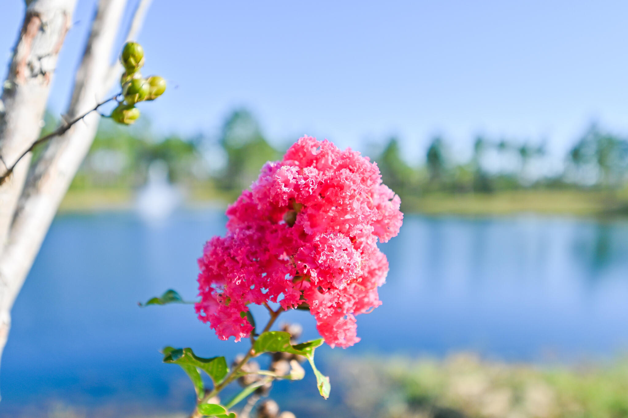 51 Palmview Lane Santa Rosa Beach, FL 32459 - Photo 36 of 45 web_51 Palm View Lane _52