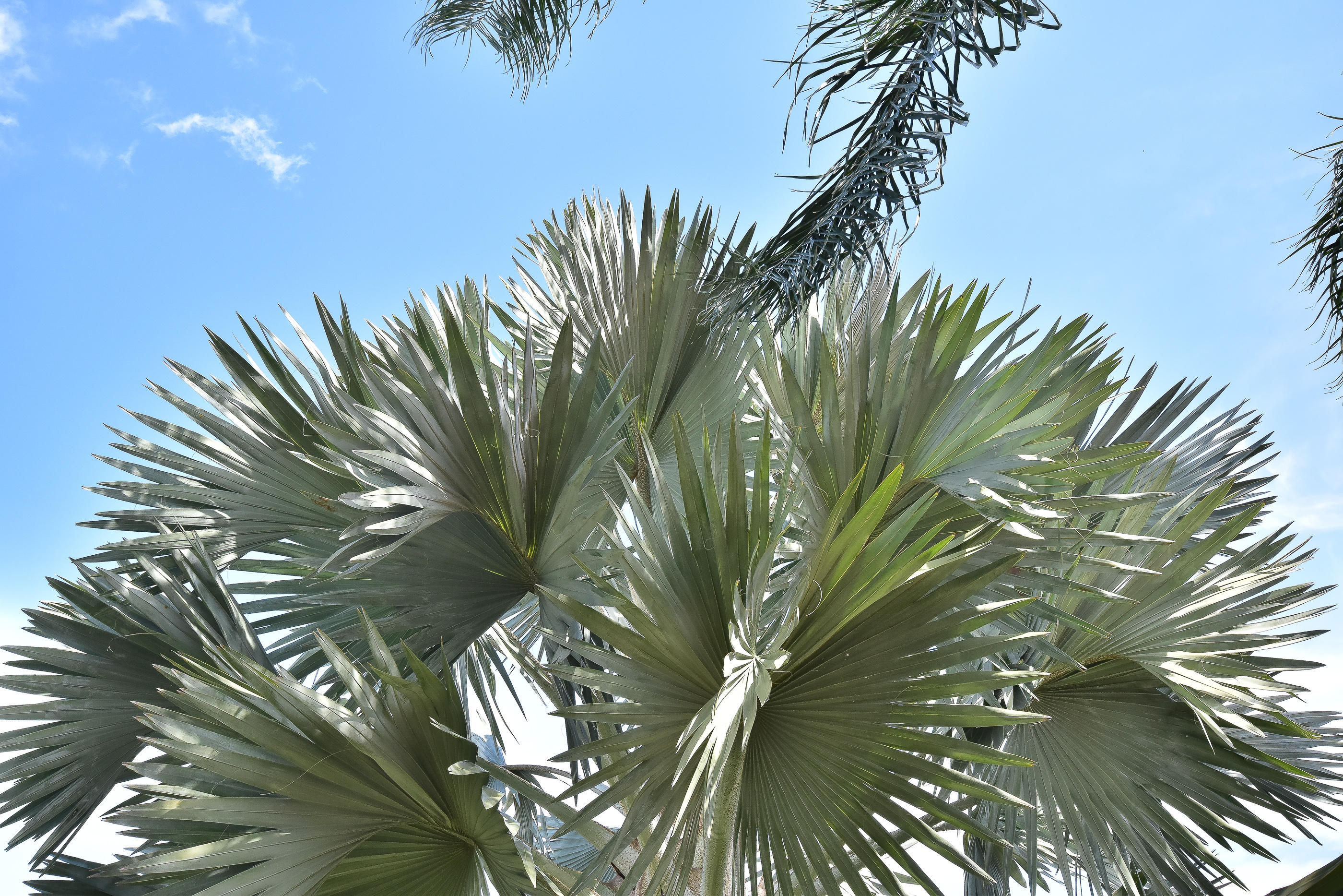 23403 Water Circle Boca Raton, FL 33486 - Photo 42 of 42 Beautiful Bismarck Palm