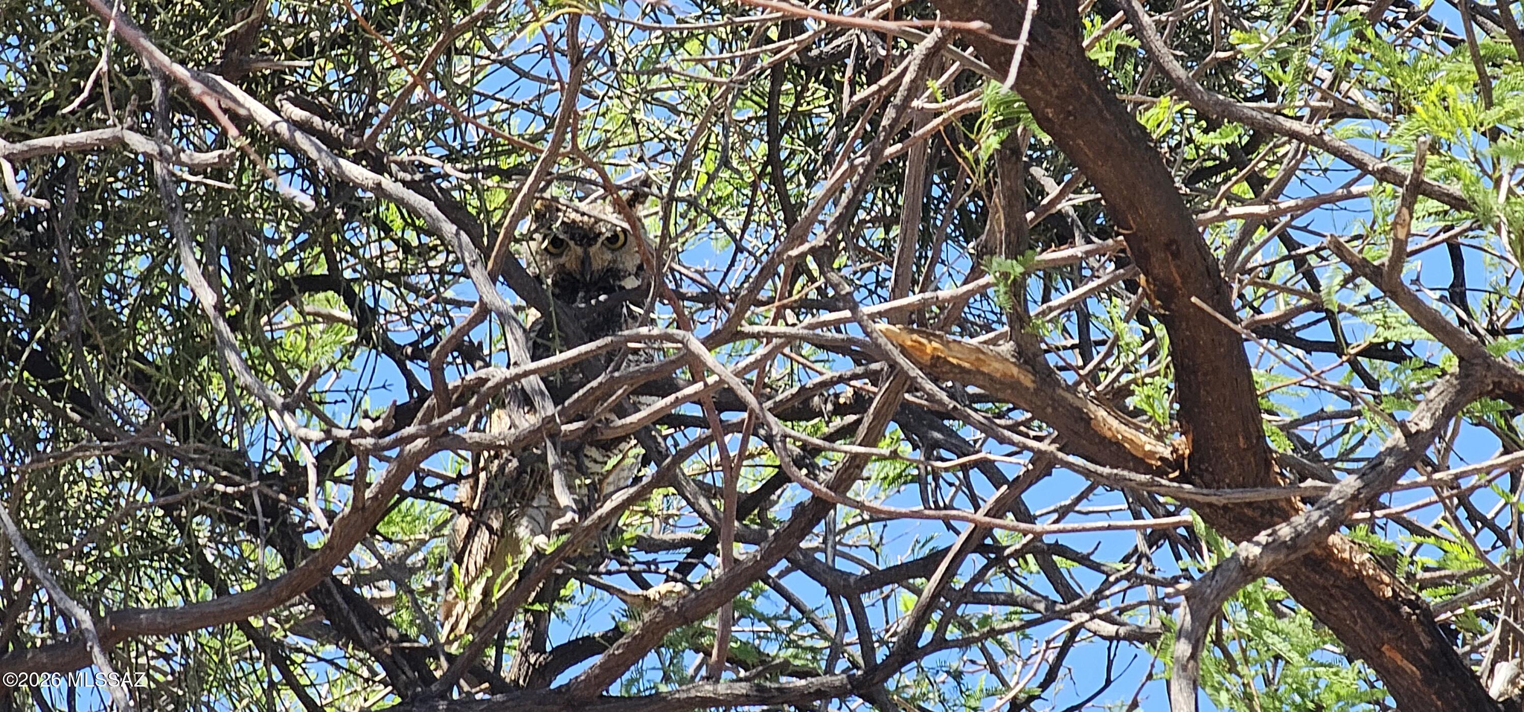 4441 North Sanders Road Tucson, AZ 85743 - Photo 35 of 40 Caution! There are 2 owls that live in the back yard tree