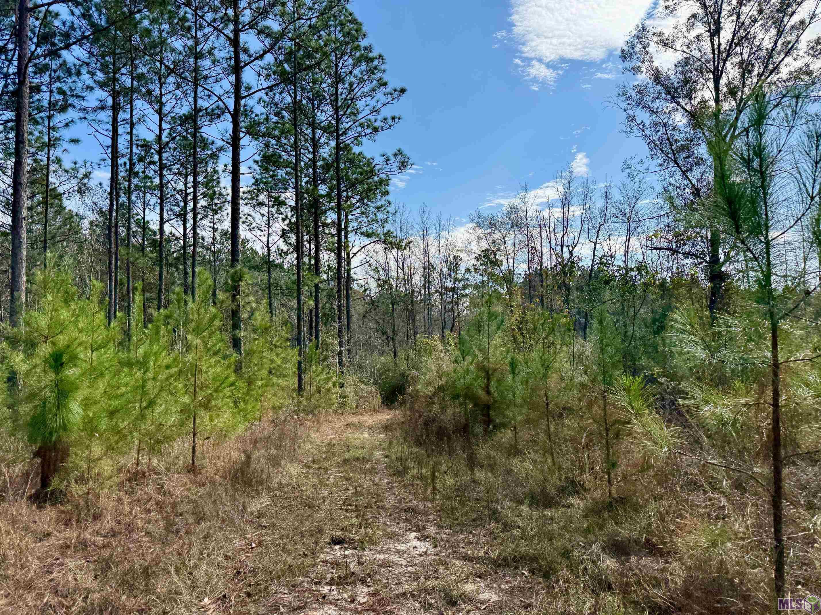 3947 Purvis Columbia Road Lumberton, MS 39455 - Photo 29 of 54