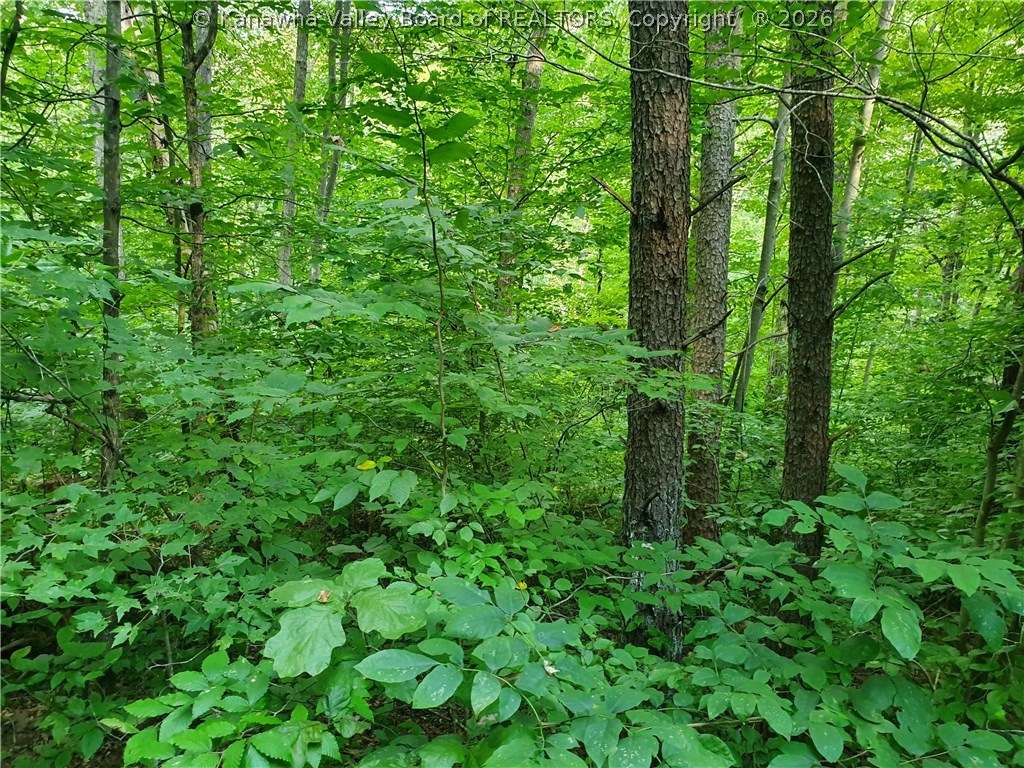 0 Bear Fork Road Gay, WV 25244 - Photo 10 of 23 Gallery Image 10