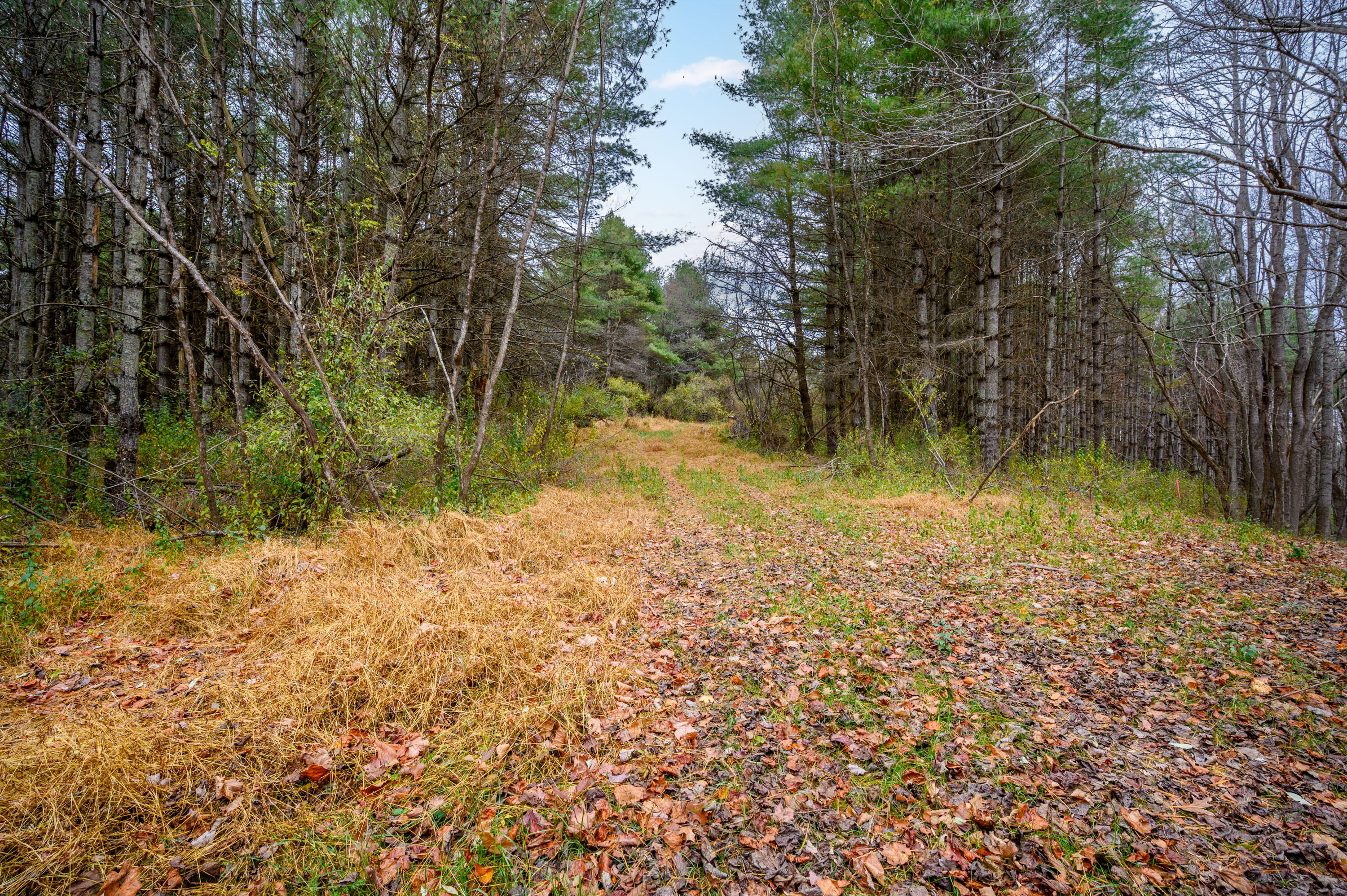595 Wild Cherry Road Northeast Pilot, VA 24138 - Photo 2 of 21 a backyard of a house with lots of green space