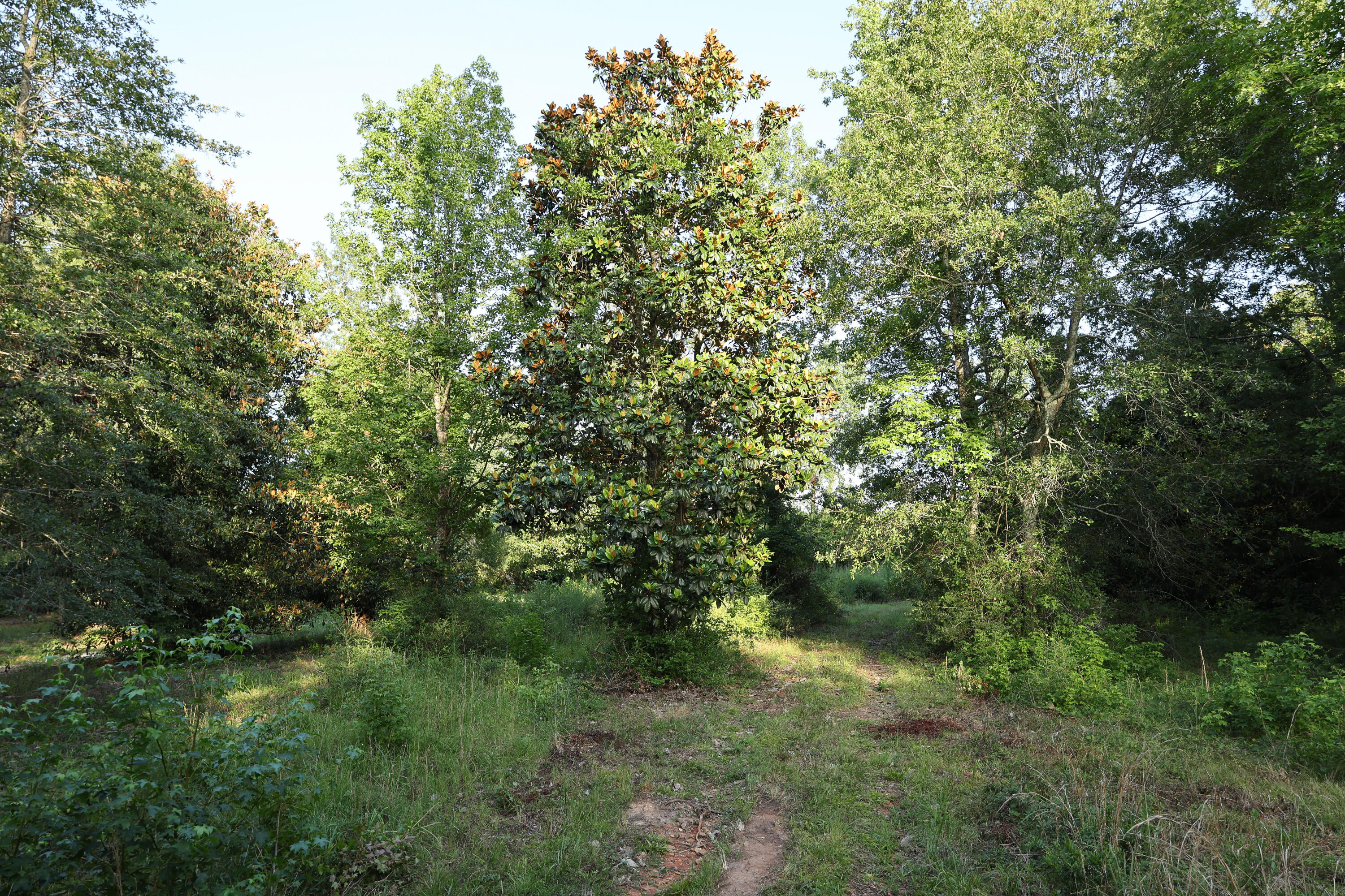 Tbd Glover Street Edgefield, SC 29824 - Photo 4 of 8