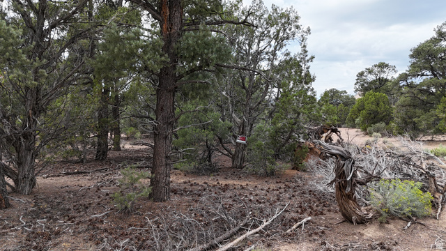 St, Unit 1 & 2 Modena, UT 84753 - Photo 17 of 69 Forested landscape featuring diverse tree species and natural ground cover